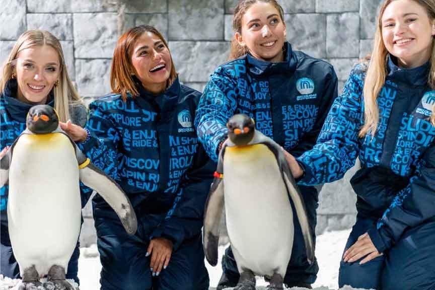 penguin friend encounter