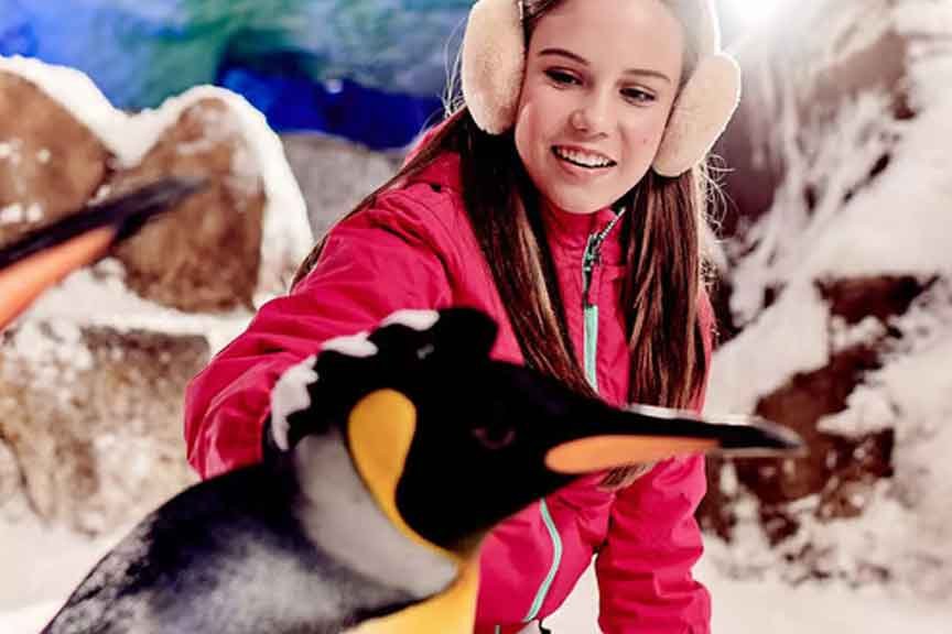 penguin friend encounter