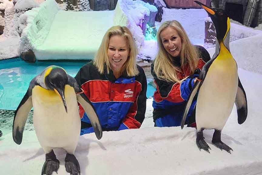 penguin friend encounter